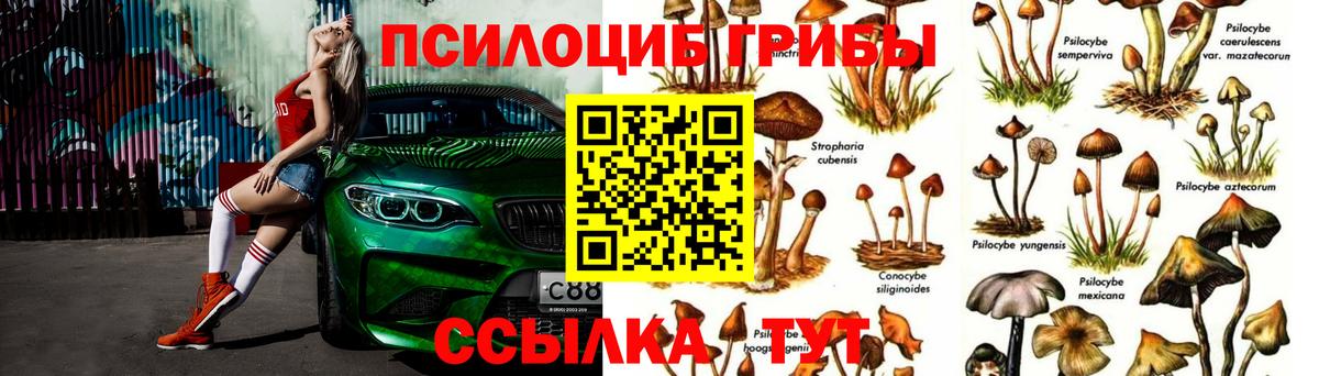 Галлюциногенные грибы Psilocybine cubensis  Вход с VPN  Курчалой 